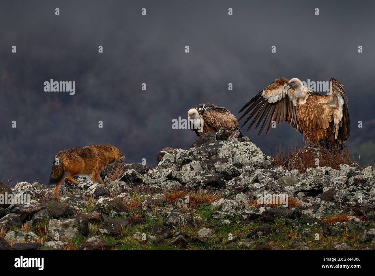 Fight Jackal With Group Of Vultures. Griffon Vulture, Gyps Fulvus, Big ...