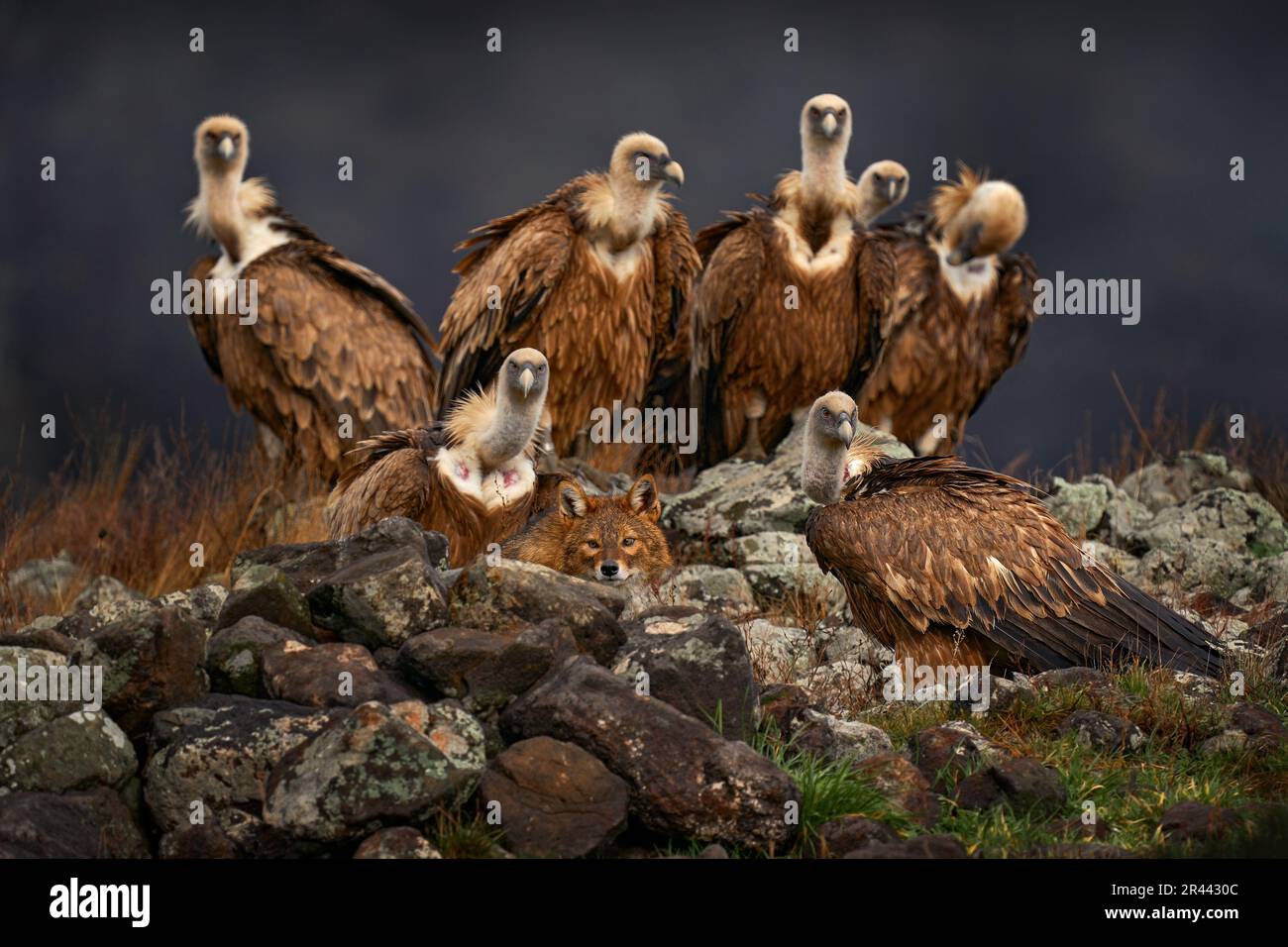 Wildlife From Balkan Group Of Vultures Griffon Vulture Gyps Fulvus 