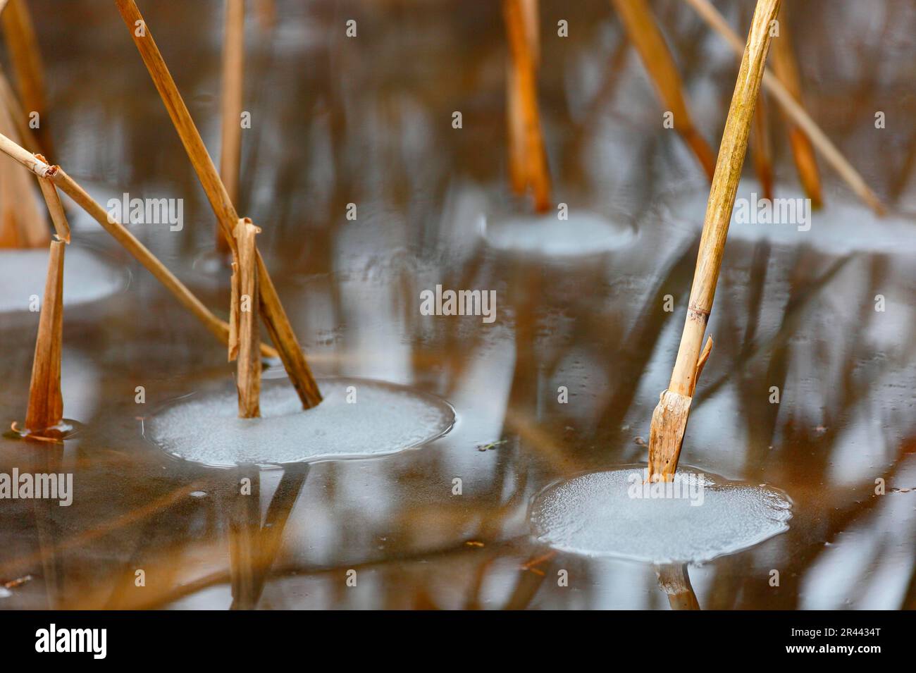 Reed, water, ice, moor, wetland, Pfrunger-Burgweiler Ried, Baden ...