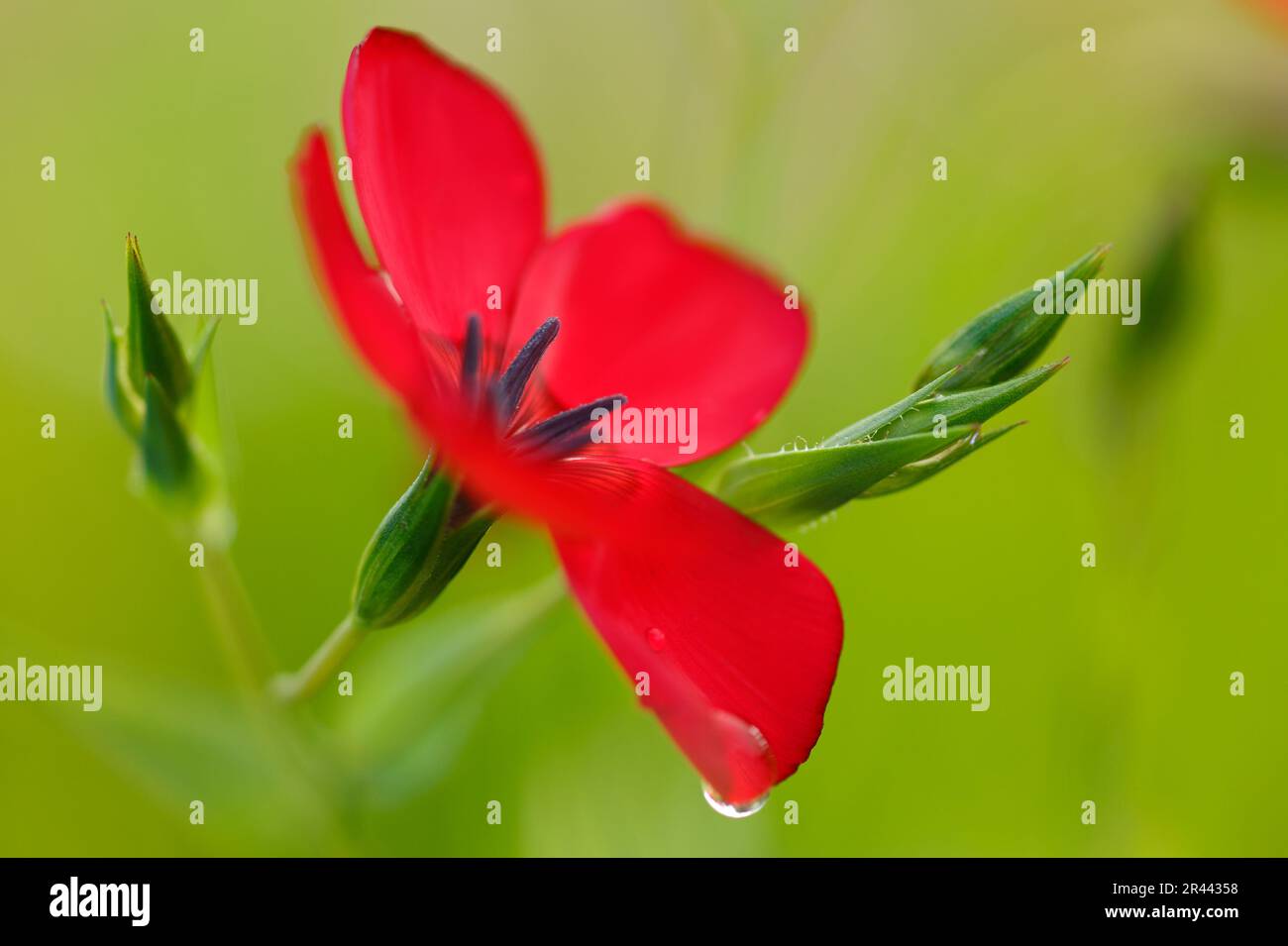 Red-flowered flax, Baden-Wuerttemberg (Linum grandiflorum rubrum), Red flax, Germany Stock Photo