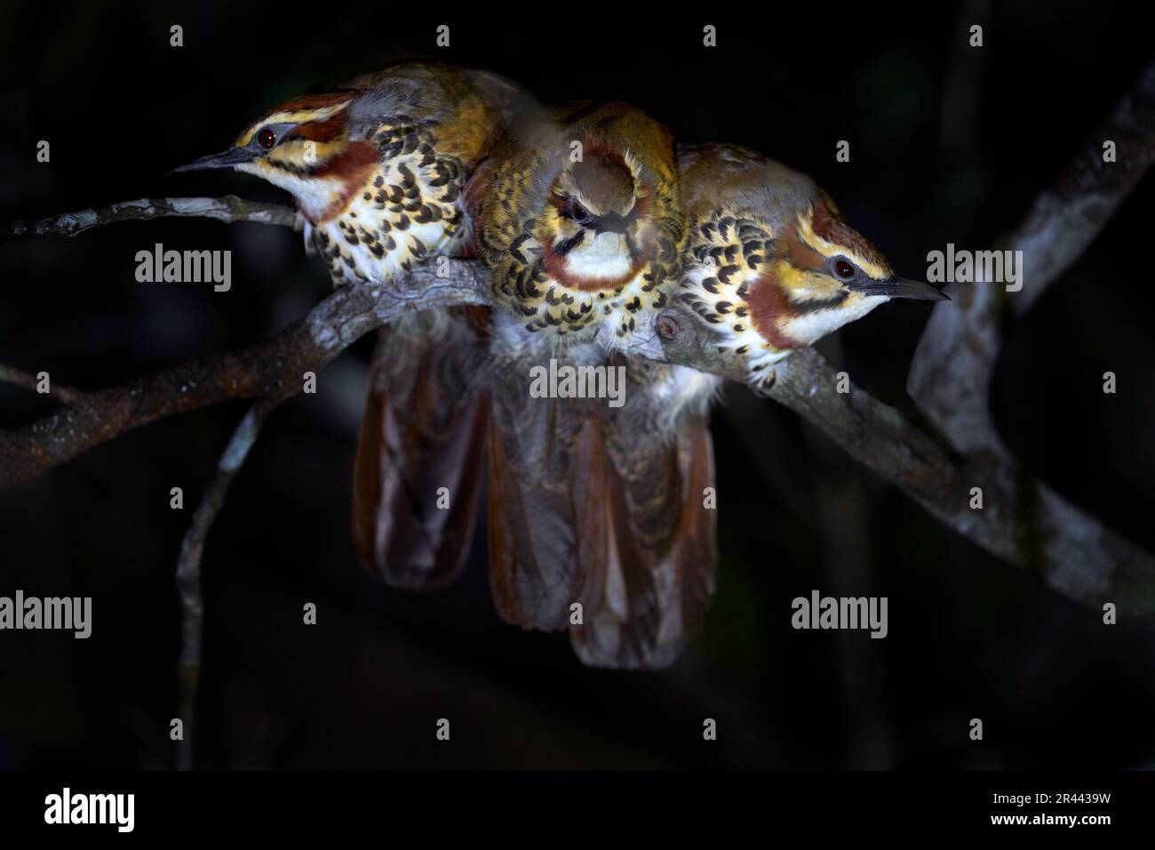 Whitebreasted Mesite, Mesitornis variegata, group of birds in the