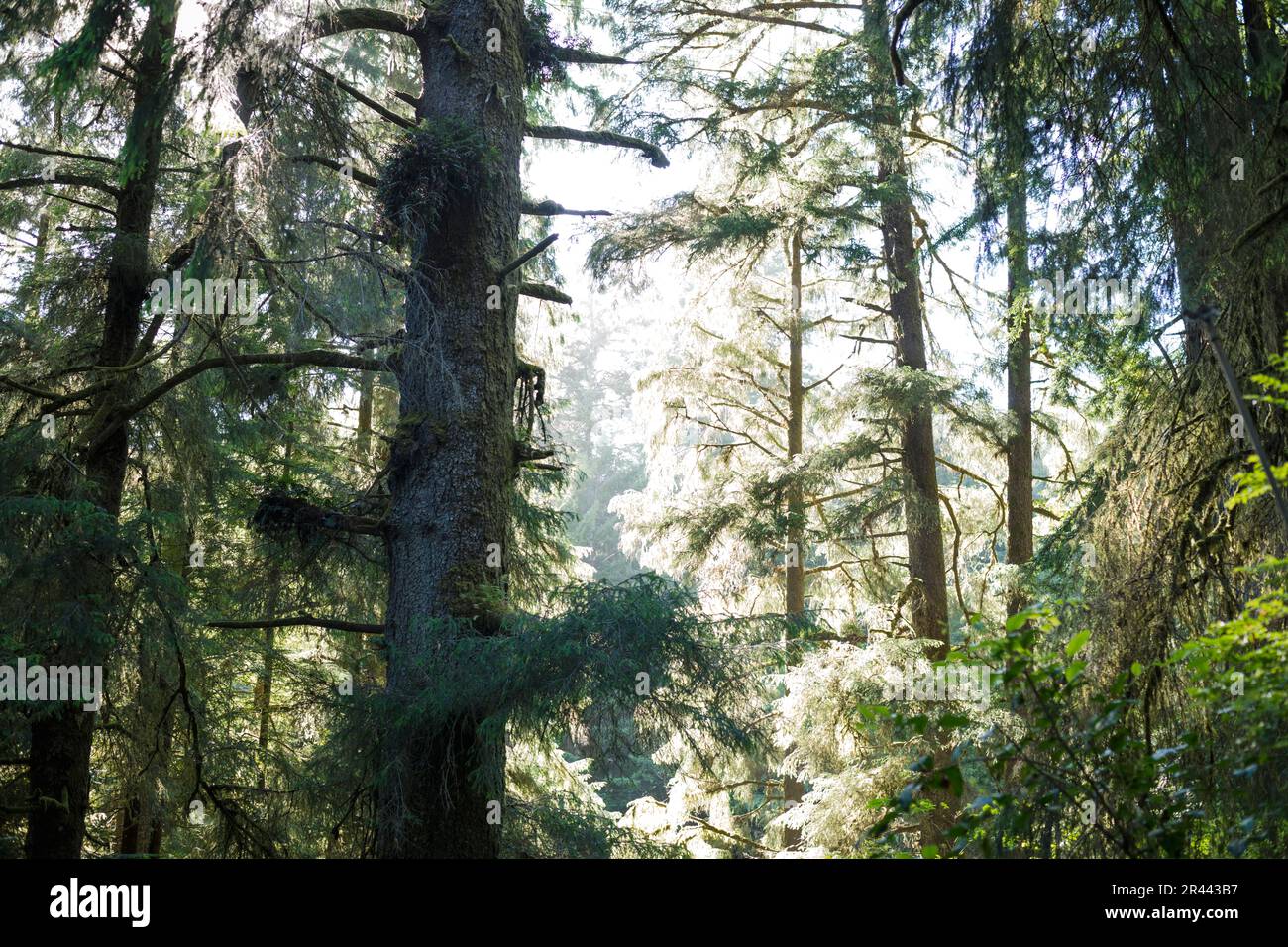 Invasive Spanish Moss hanging on Redwoods in California Stock Photo Alamy