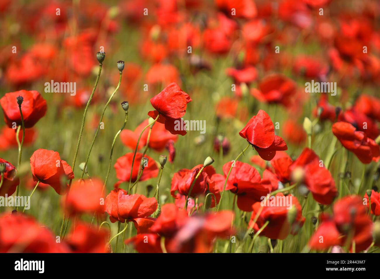 Field of poppies in Tuscany, Italy, during springtime, in May Stock ...