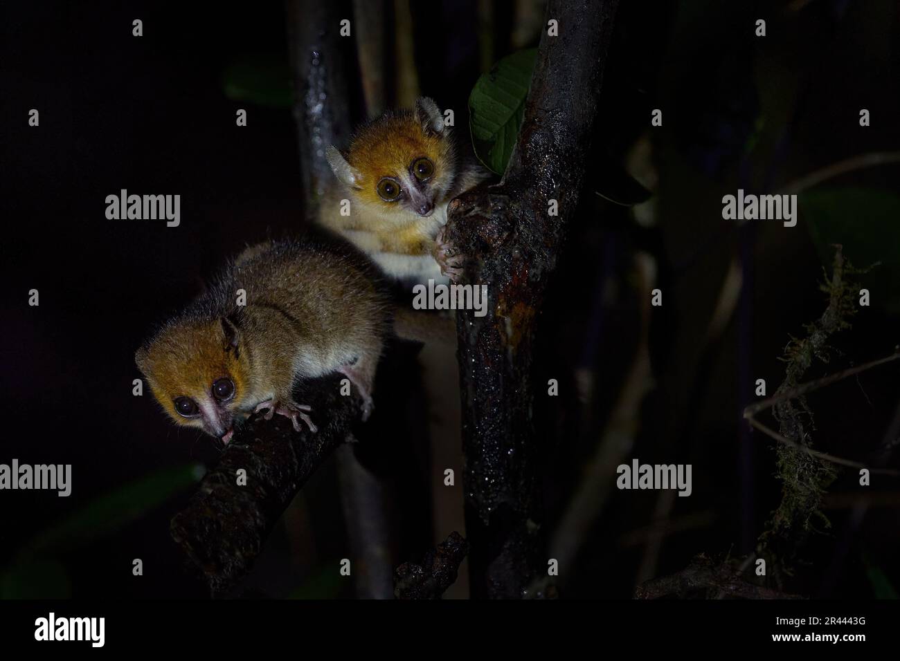Rufous Mouse Lemur, Microcebus rufus, Ranomafana NP, small night lemur in the nature habitat. Endemic tiny monkey in the forest, Madagascar in Africa. Stock Photo