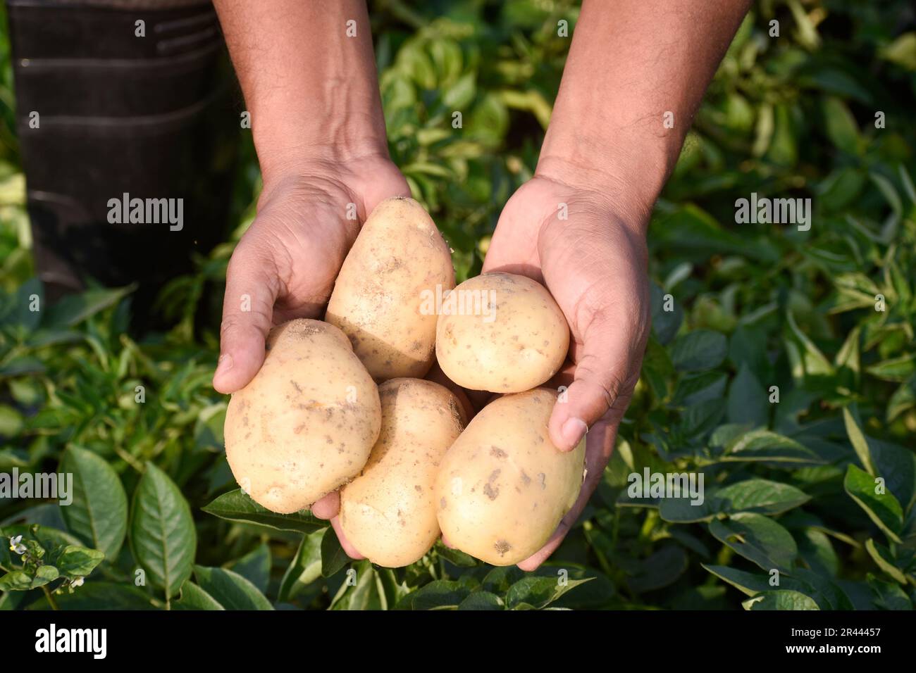 Farmer harvesting potato in potato field, hand full of potato Stock