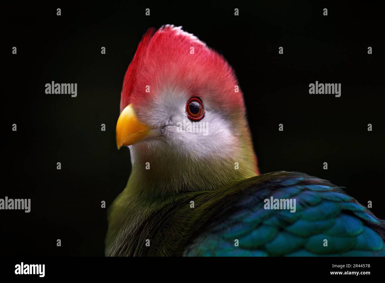 Red-crested turaco, Tauraco erythrolophus, turaco, bird endemic to western Angola. Rare green bird with red head, in the nature habitat, sitting on th Stock Photo