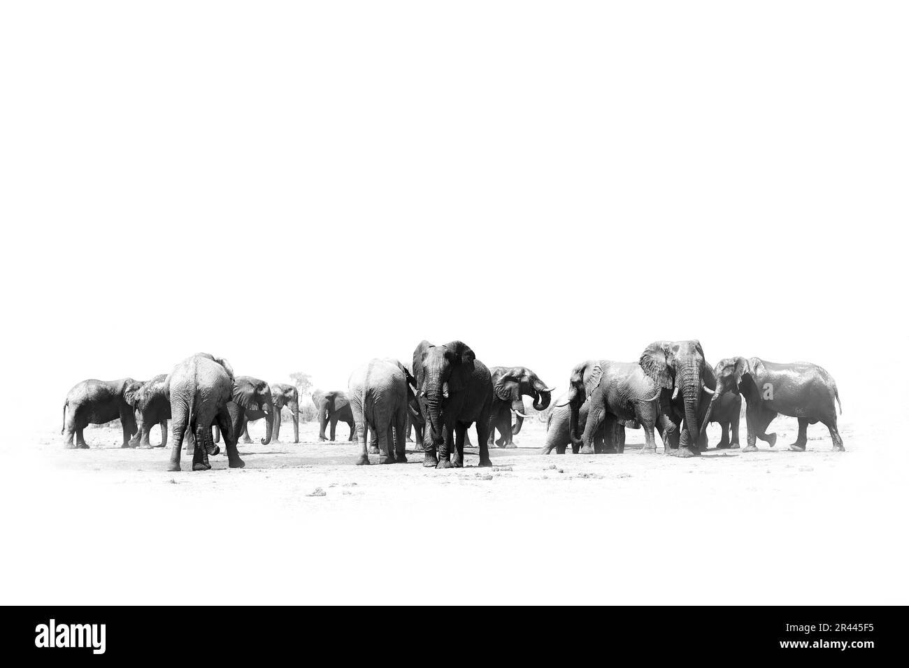 Savuti elephants. Black and white art photo of African elephant, heard near the water, big tusker from front view drinking water with lift up trunk. W Stock Photo
