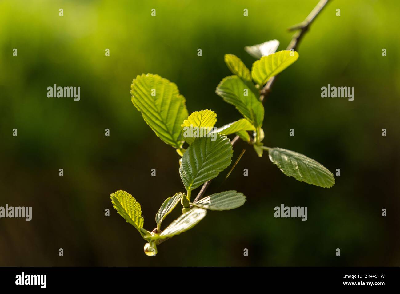 Tranquil green sprout hi-res stock photography and images - Alamy