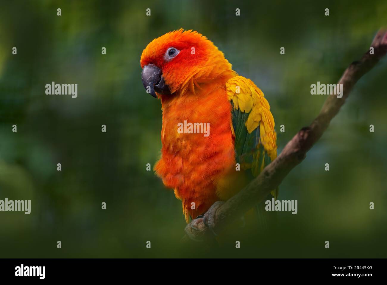 Sun parakeet or sun conure, Aratinga solstitialis, parrot native to northeastern South America. Orange red parrot in the green forest vegetation, Vene Stock Photo