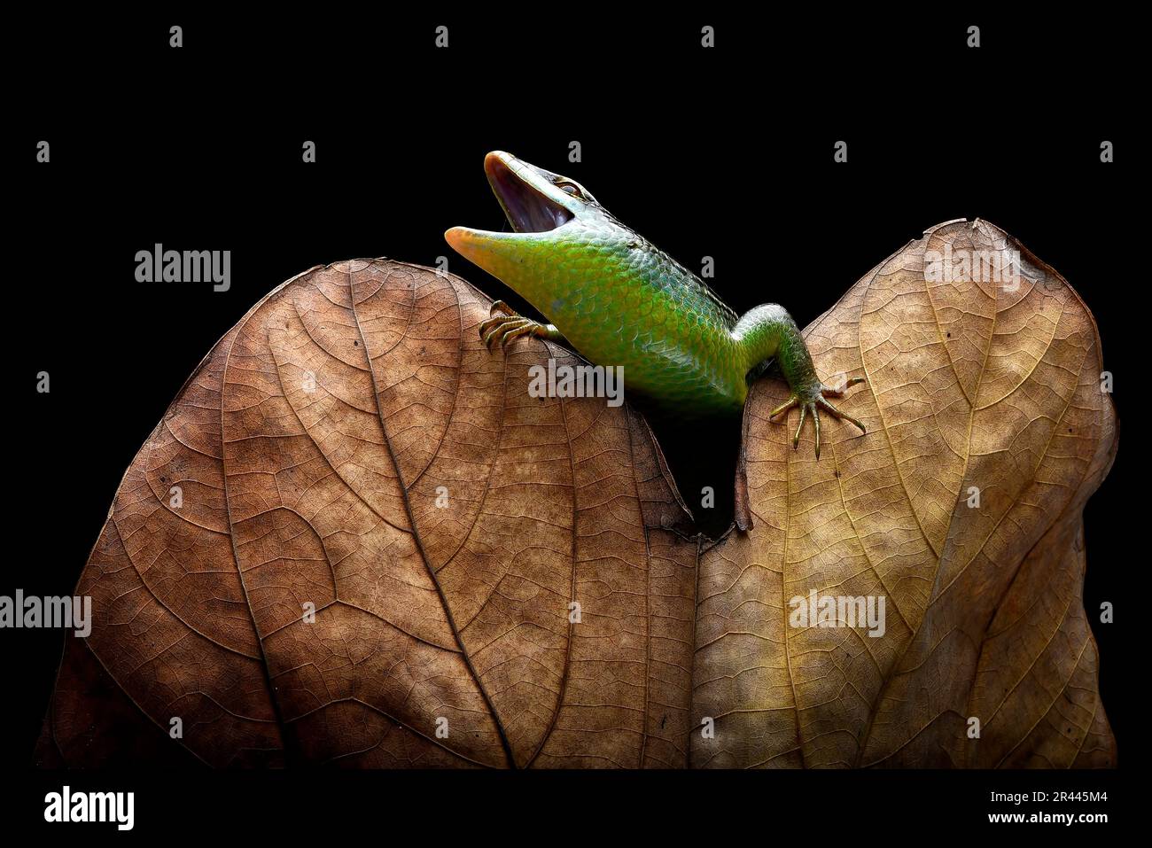 Green skink lizard on a dead leaf Stock Photo