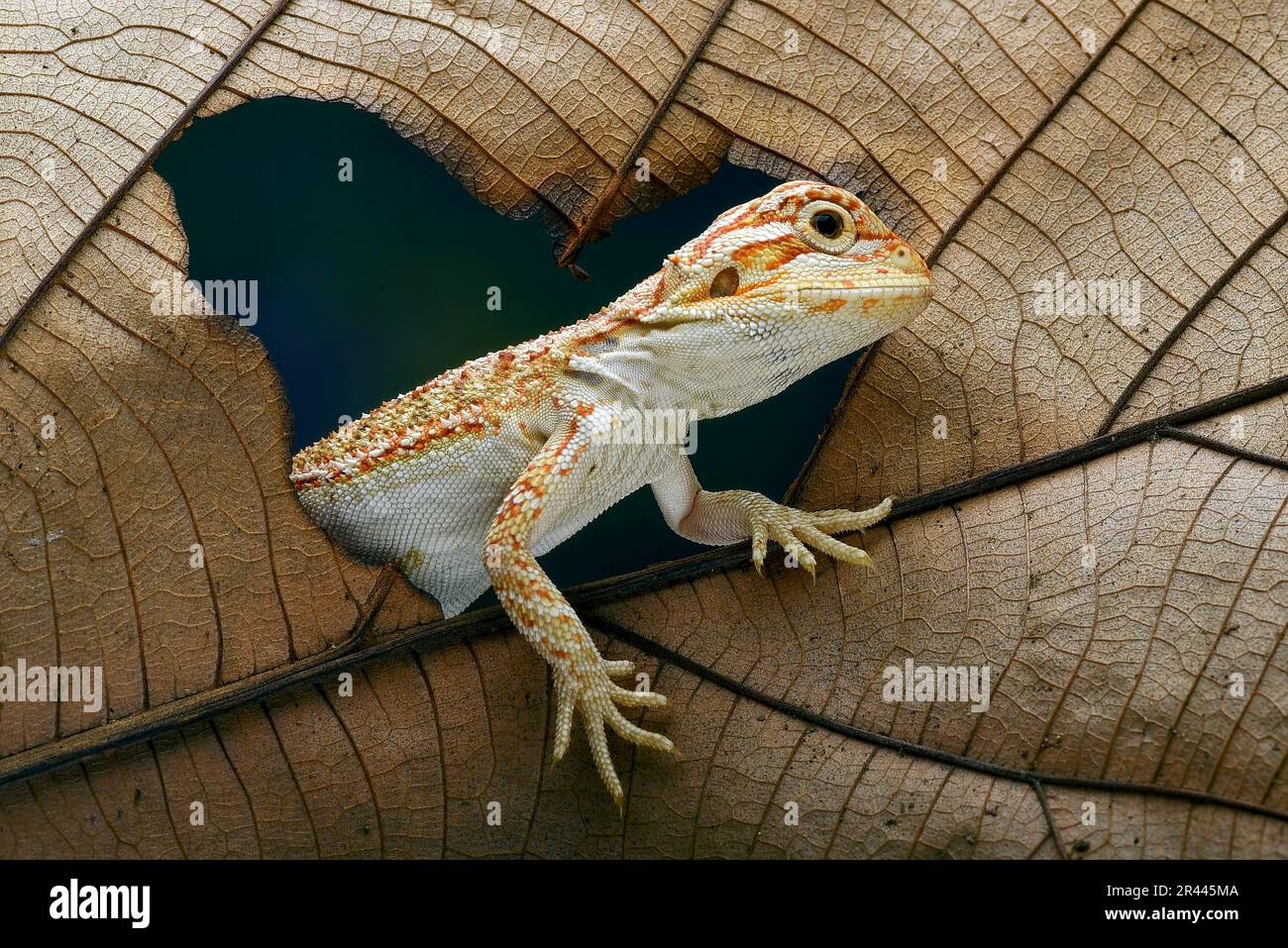 Baby bearded dragon lizard 2025