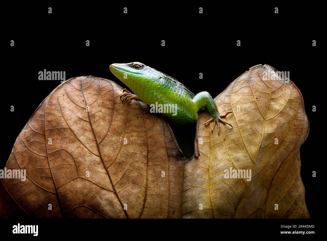 Green skink lizard on a dead leaf Stock Photo
