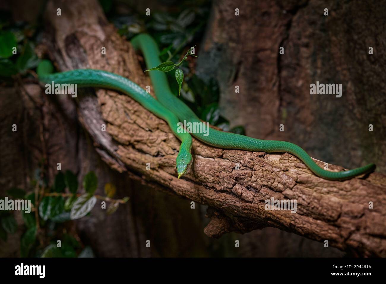 Rhino Rat snake, Gonyosoma boulengeri, viper from Vietnam and China. Green snake in the vegetation. Asia wildlife. Stock Photo