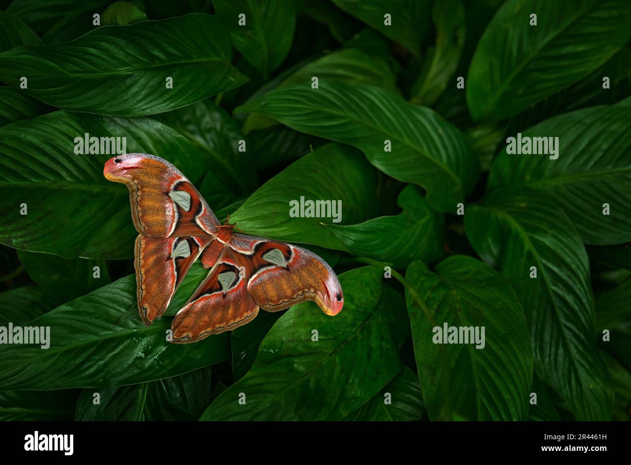Rothschildia moth hi-res stock photography and images - Alamy