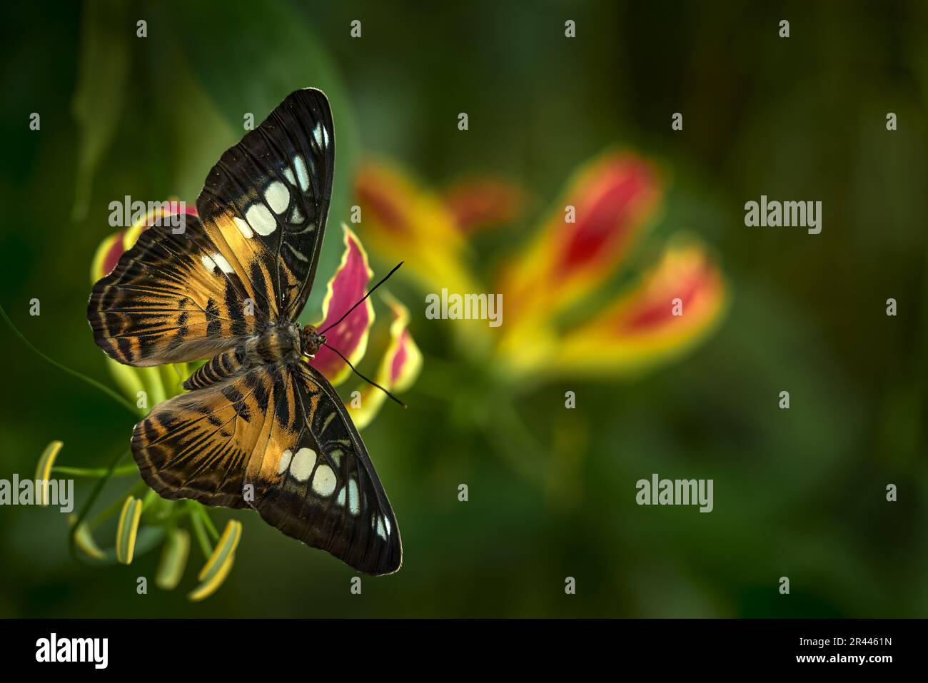 Malaysia butterfly. Clipper butterfly, Parthenos sylvia, insect on ...