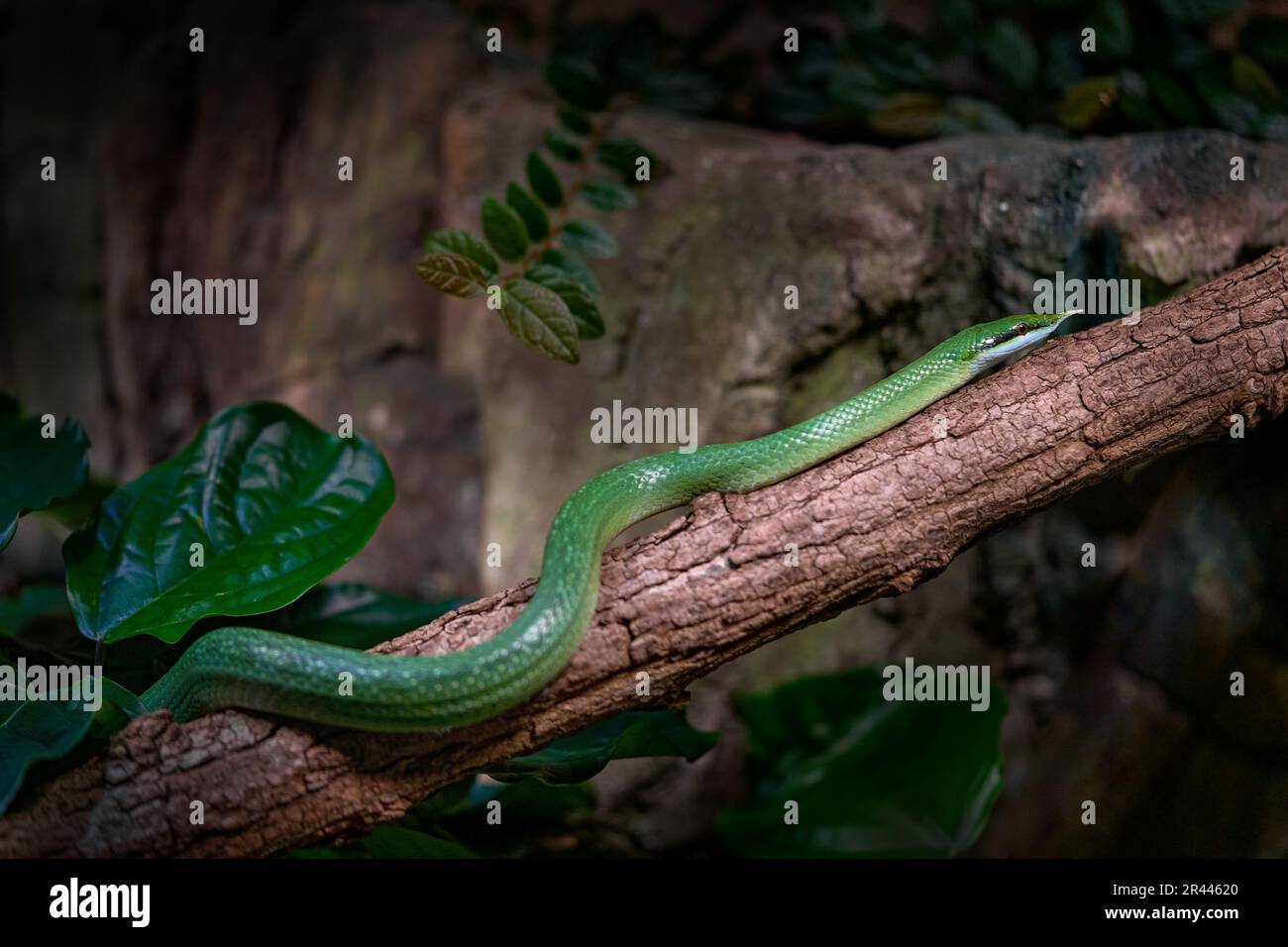 Rhino Rat snake, Gonyosoma boulengeri, viper from Vietnam and China. Green snake in the vegetation. Asia wildlife. Stock Photo