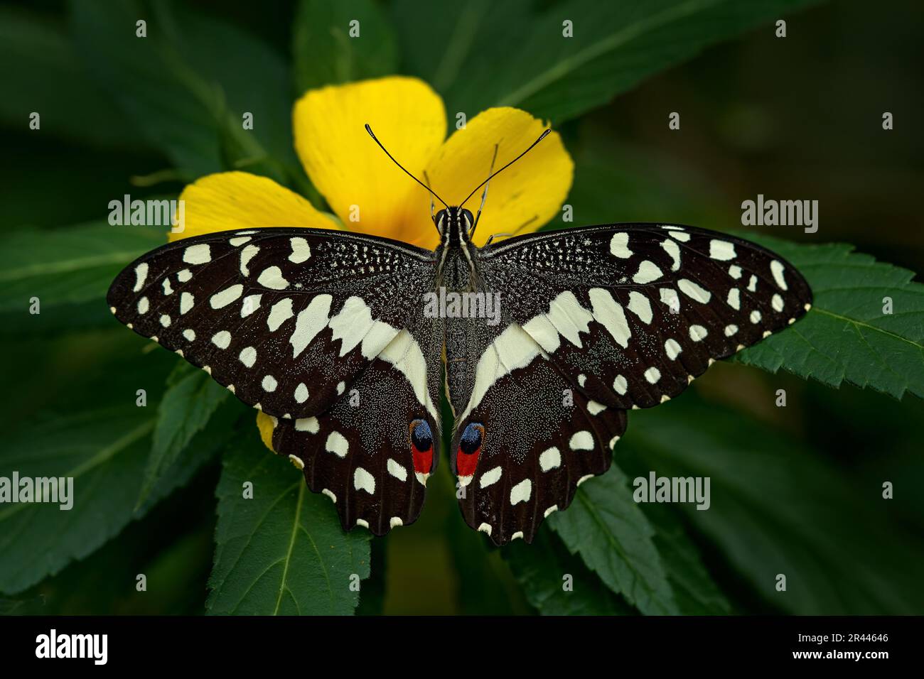 Citrus swallowtail or Christmas butterfly, Papilio demodocusInsect on flower bloom in the nature habitat, South Africa, Botswana Wildlife nature. Trop Stock Photo
