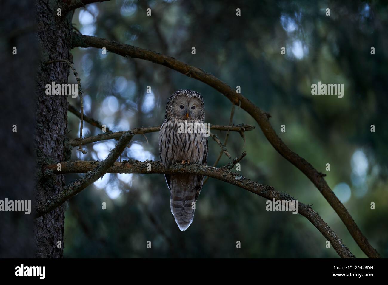 Owl in the spruce tree forest habitat, Sumava NP,  Czech Republic. Ural Owl, Strix uralensis, sitting on tree branch, in green leaves oak forest, Wild Stock Photo