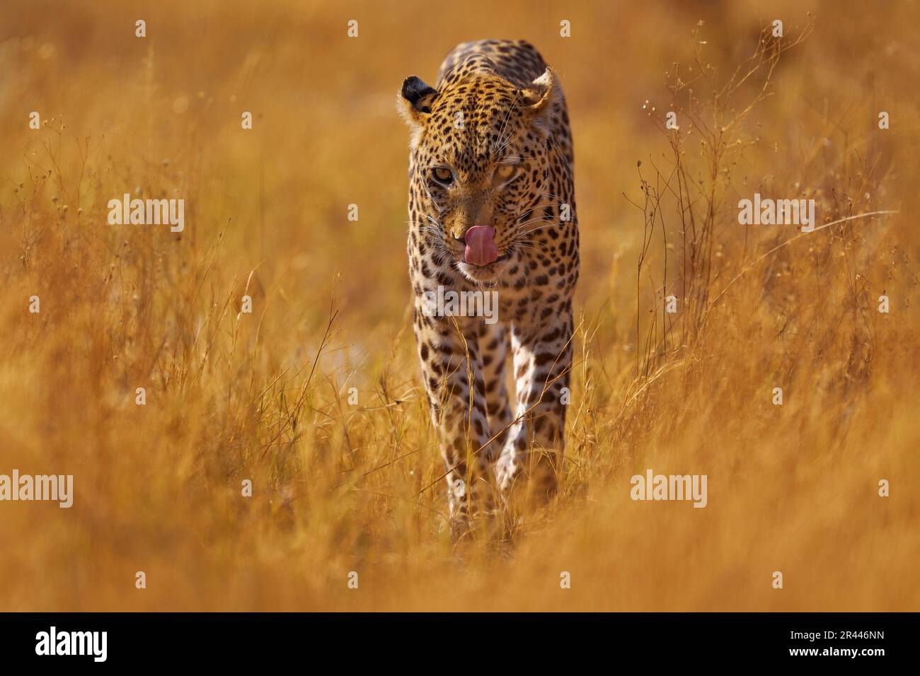 Leopard in Savuti, Chobe NP in Botswana. Africa wildlife. Wild cat walk ...