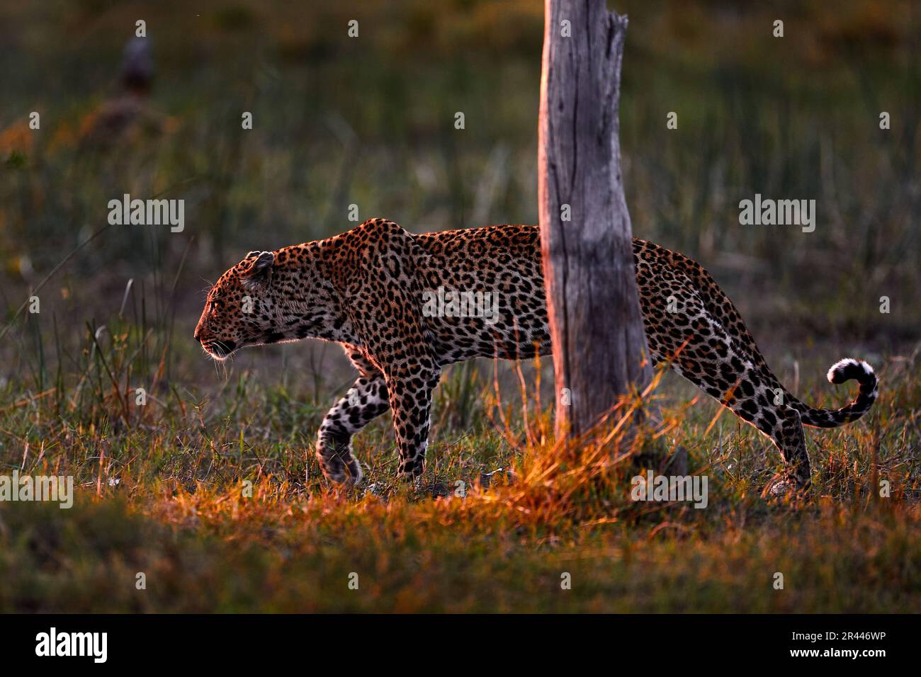 Leopard sunset, walk. Leopard, Panthera pardus shortidgei, nature ...