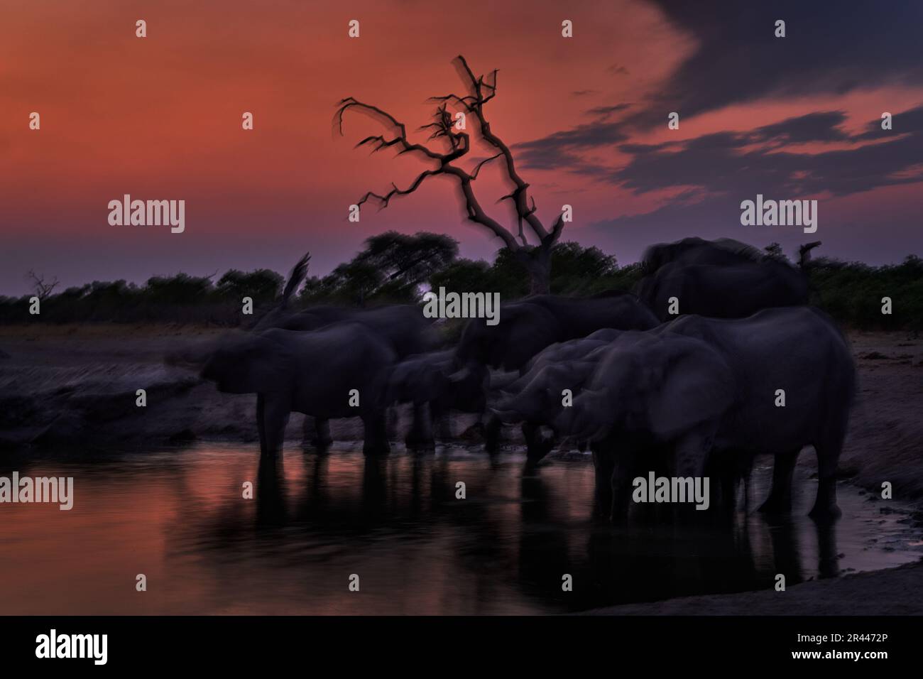 Blur motion art. Elephant group near the water hole, Savuti, Chobe NP, Botswana. Africa - wildlife nature. Stock Photo