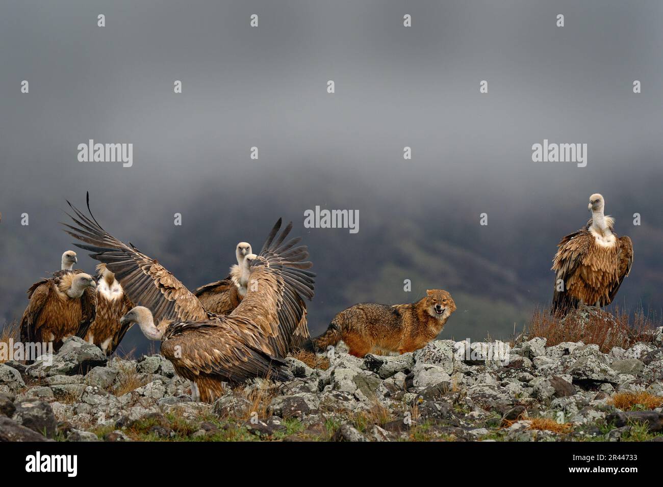 Fight jackal with Group of vultures. Griffon Vulture, Gyps fulvus, big birds of prey sitting on the rocky mountain, nature habitat, Madzarovo, Bulgari Stock Photo