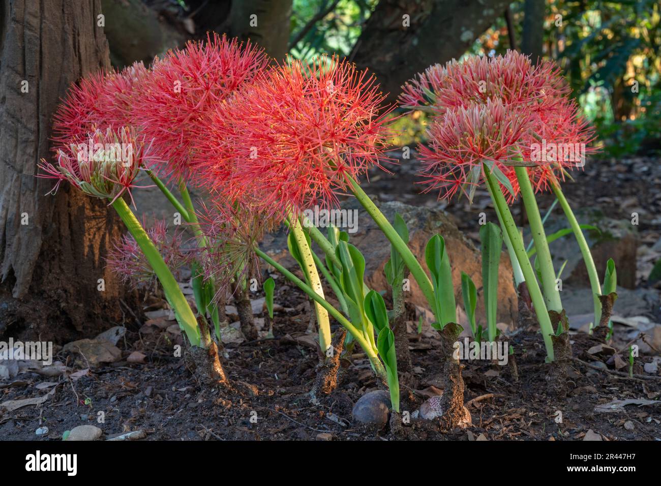 Closeup view of beautiful orange red flowers of scadoxus multiflorus aka blood lily blooming outdoors in tropical garden in morning sunlight Stock Photo