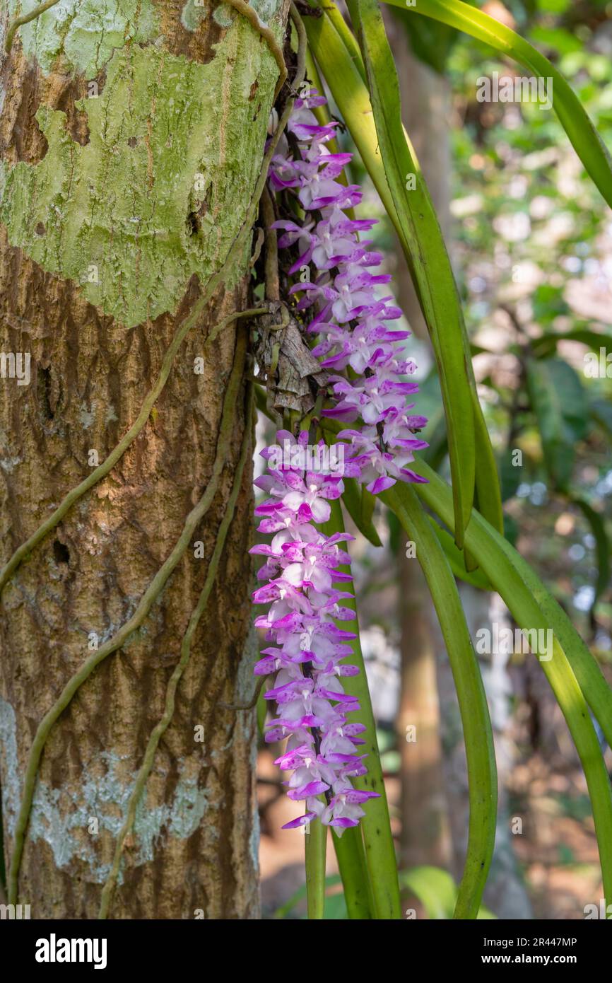 Closeup view of purple pink and white flowers of tropical epiphytic orchid species aerides multiflora aka multi-flowered aerides blooming outdoors Stock Photo
