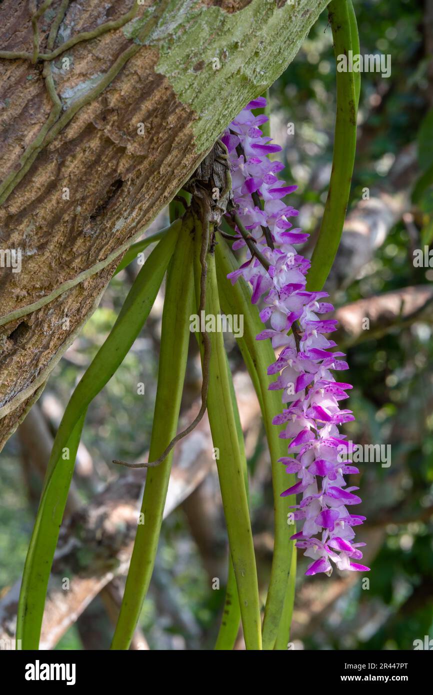 Closeup view of cluster of purple pink and white flowers of epiphytic orchid species aerides multiflora aka multi-flowered aerides in tropical garden Stock Photo