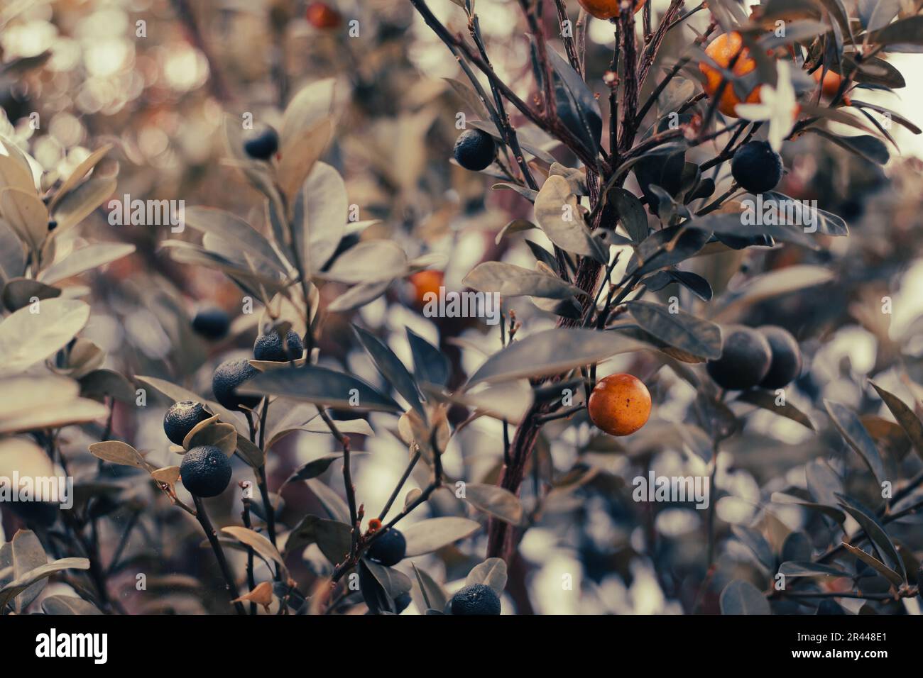 Fresh oranges with green leaves, source of vitamin C Stock Photo Alamy