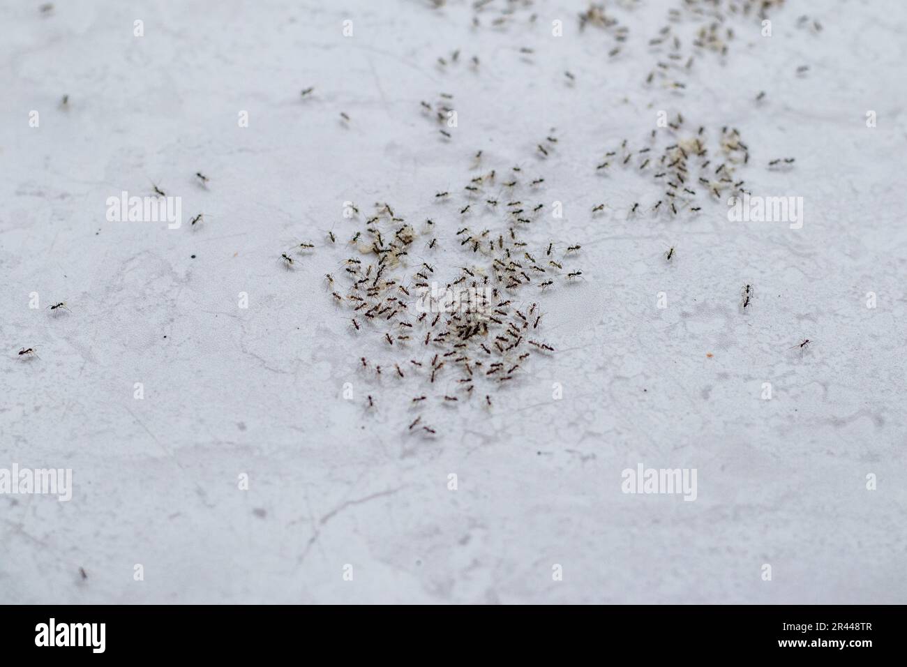 Group of black ants moving their eggs, insect animal wildlife Stock