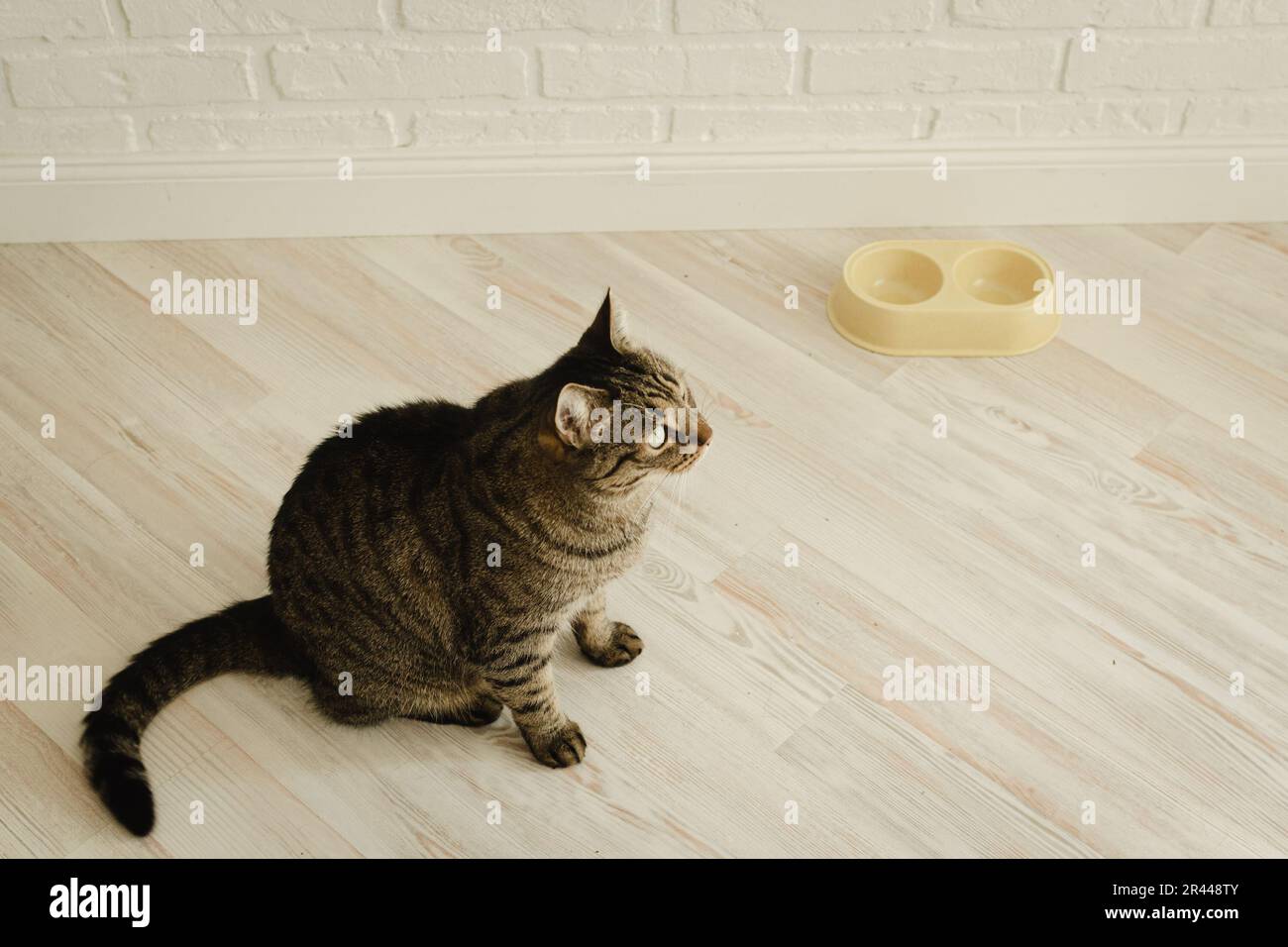 Cat and empty bowl of food. Hungry domestic cat. Feeding cat Stock