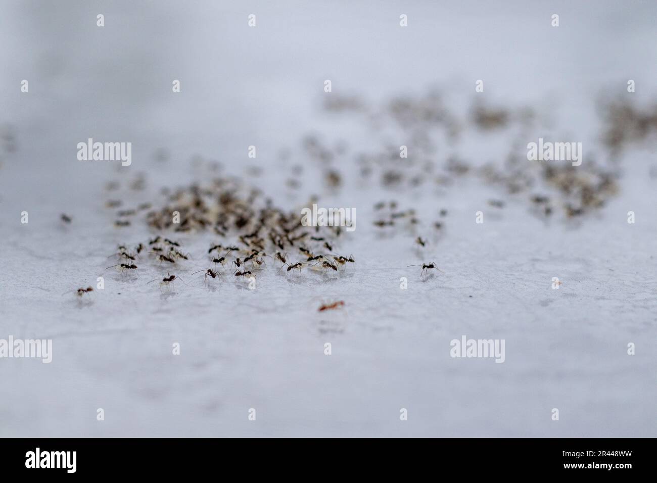 Group of black ants moving their eggs, insect animal wildlife Stock