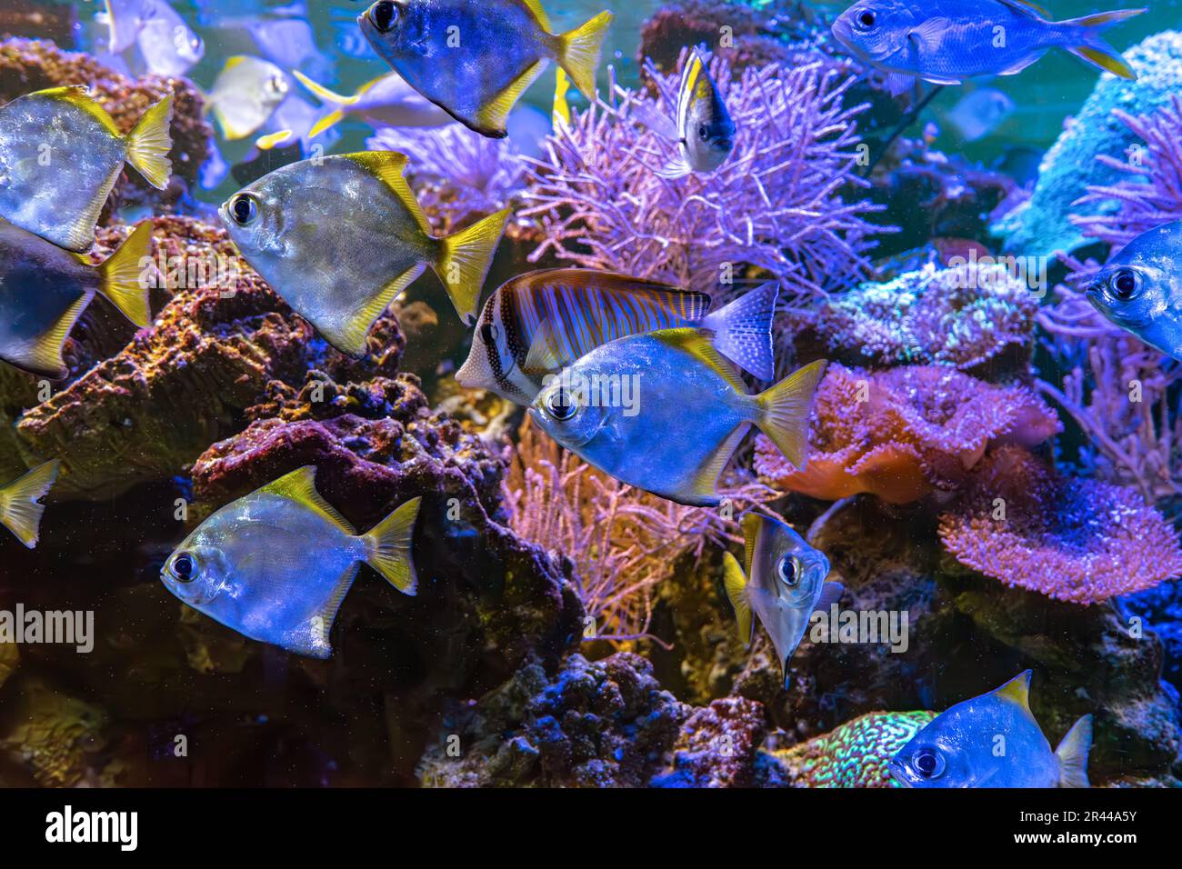 Monodactylus argenteus, silver moonyfish, silver moony, butter bream, diamondfish in marine aquarium. Tropical fish in oceanarium pool with coral reef Stock Photo
