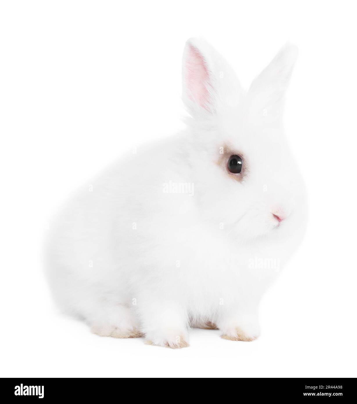Fluffy rabbit on white background. Cute pet Stock Photo - Alamy