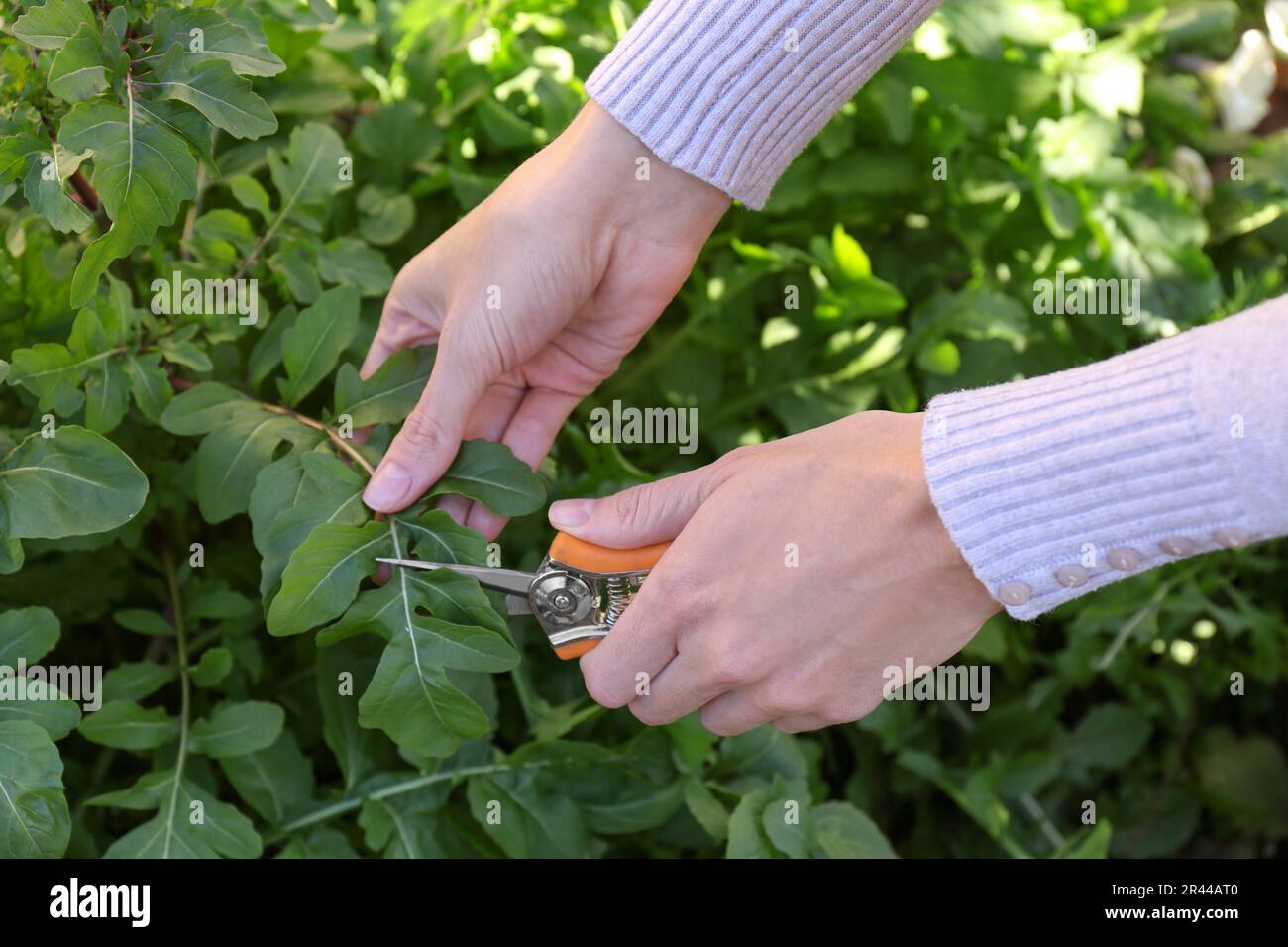 Woman cutting fresh arugula leaves with pruner outdoors, closeup Stock Photo