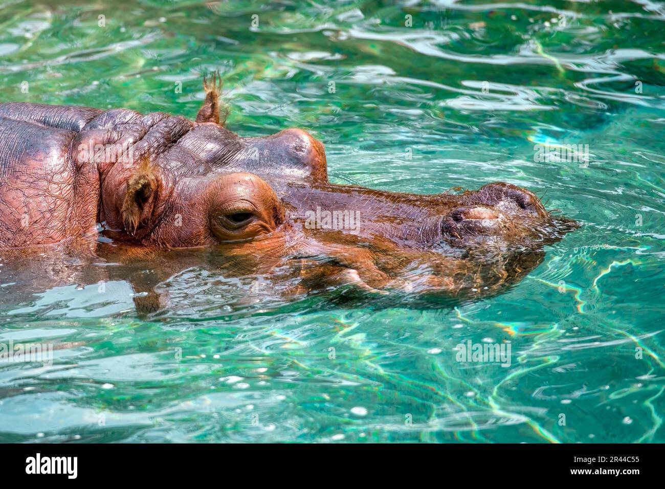 hippopotamus, hippo hippopotamus amphibius Stock Photo Alamy