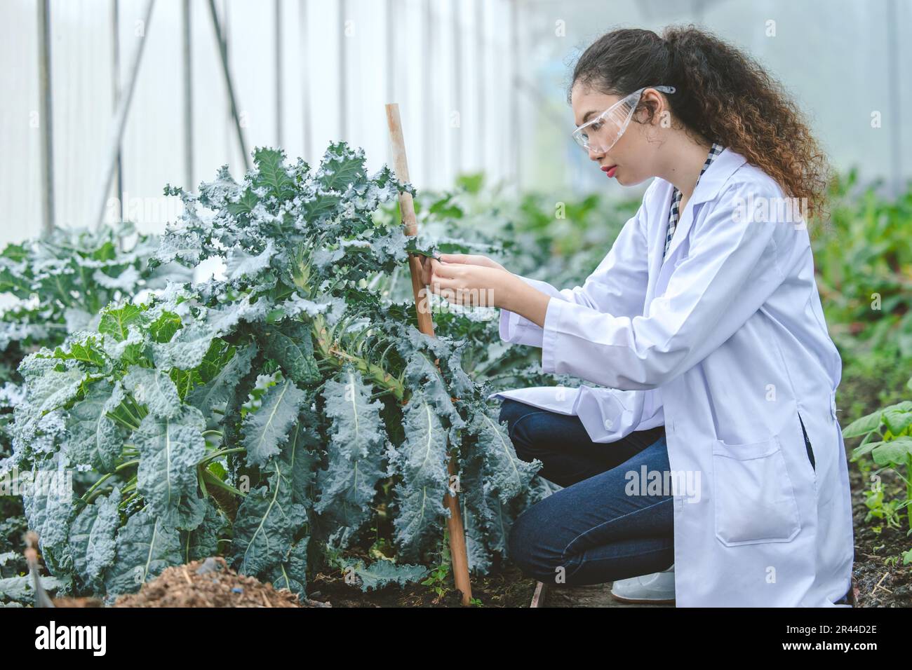 Agriculture Entomology pest insects research science working people, Plant scientist smart woman work in farm garden glasshouse. Stock Photo