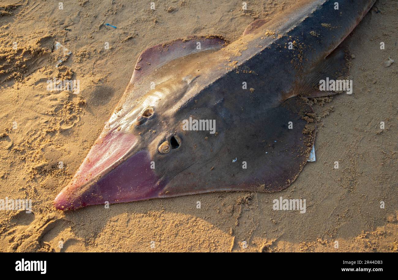 Stingrays caught by fishermen and sold in the market include protected fish such as stingrays (Rhynchobatus - guitarfish) Stock Photo