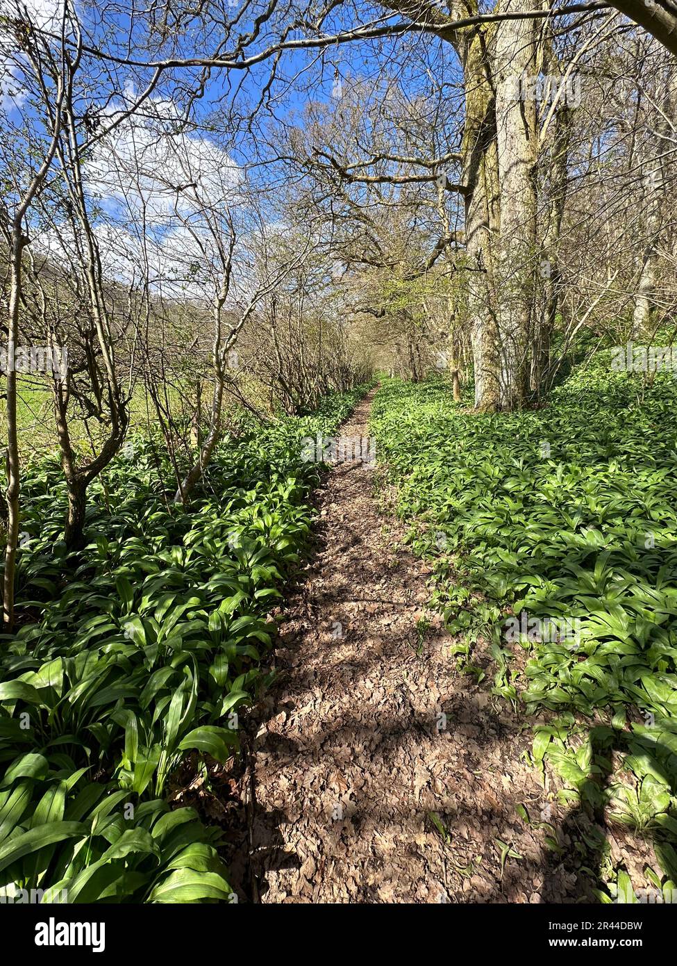 path through deciduous woodland and wild garlic ground flora near cropton, north yorkshire, uk Stock Photo