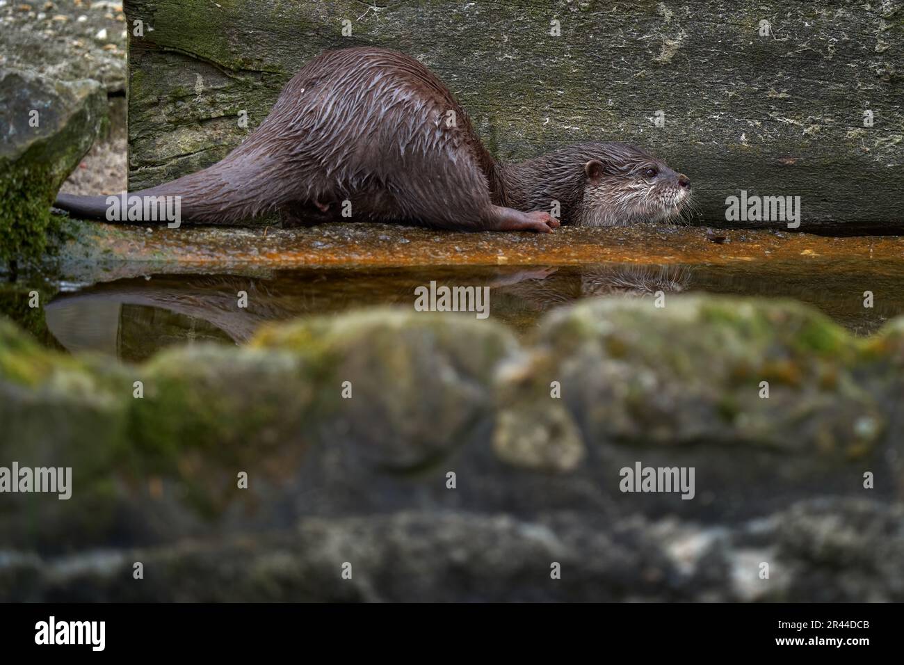 Oriental small-clawed otter, Aonyx cinereus, water mammal in the water, Kalkata, India. Urban wildlife in the town. Nature wildlife. Otter in the wate Stock Photo