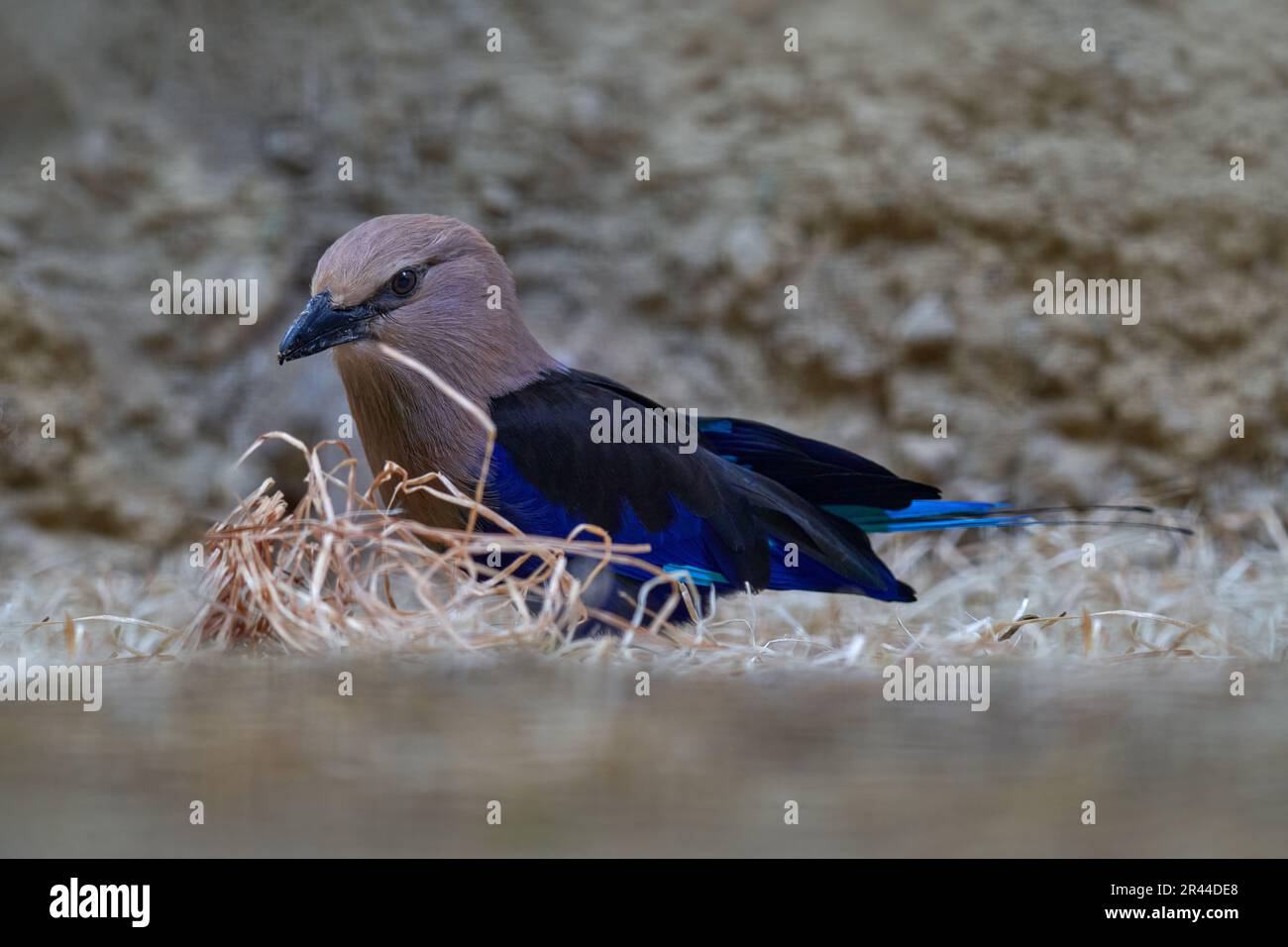 Blue-bellied roller, Coracias cyanogaster, Gambia in Africa. Bird  in the nature habitat. Wild bird from Senegal in Africa. Beautiful bird with white Stock Photo