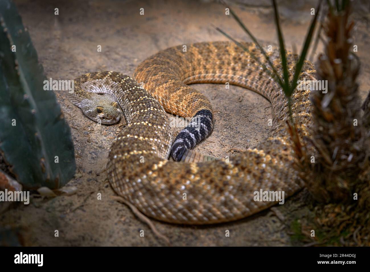 Western diamondback rattlesnake, Crotalus atrox. with grey stone in the