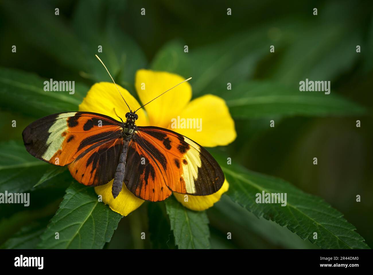 Buterfly from Costa Rica, Heliconius ismenius. Insect on flower bloom in the nature habitat.  in Costa Rica. Wildlife nature. Tropic butterfly in the Stock Photo