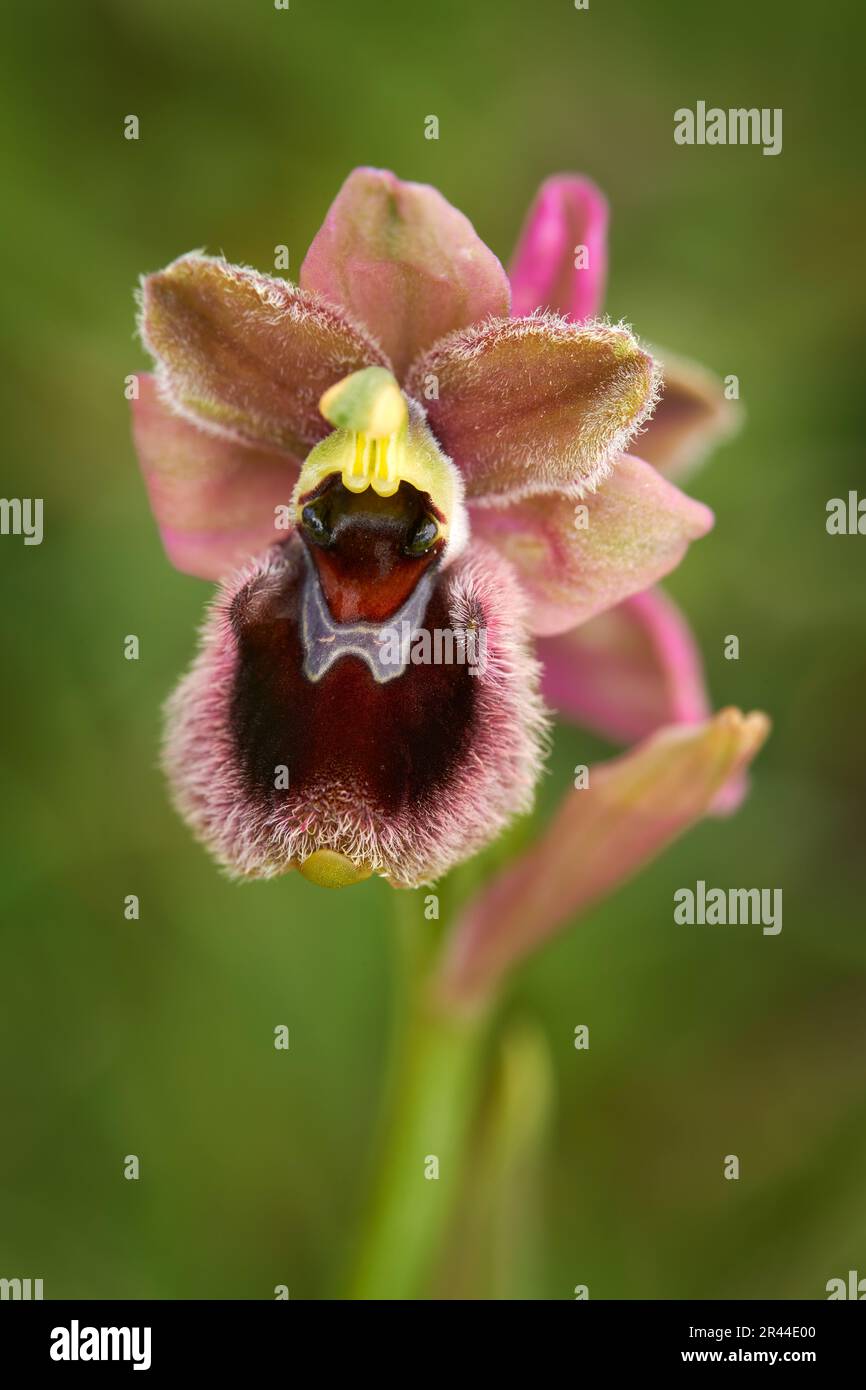 Ophrys tenthredinifera x passionis garganica hybryd Gargano in Italy. European terrestrial wild orchid, nature habitat. Beautiful detail bloom, spring Stock Photo
