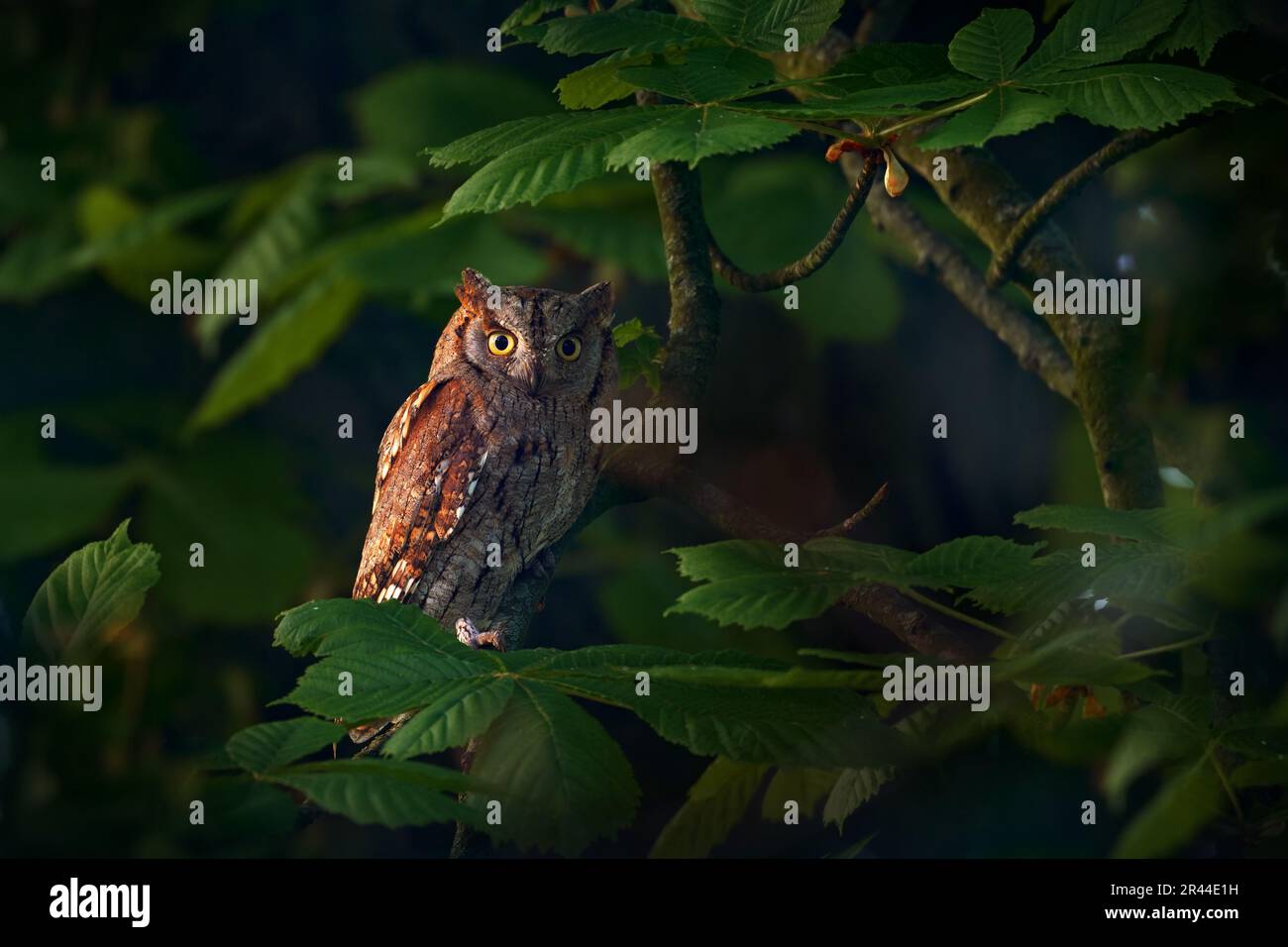 Scops Owl, Otus scops, little owl in the nature habitat, sitting on the green tree branch, forest in the background, Bulgaria. Wildlife scene from nat Stock Photo