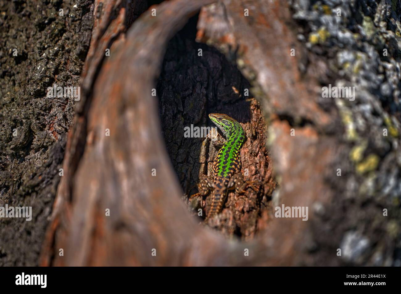 Italian wall lizard, Podarcis sicula, Gargano in Italy. Green lizard hidden in the tree trunk, sunny day in the sprink, Gargano, Italy. Animal from Eu Stock Photo