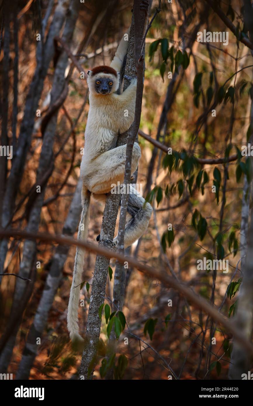 Lemur portrait in the forest. Wildlife Madagascar, Verreauxs Sifaka, Propithecus verreauxi, monkey head detail in Kirindy Forest, Madagascar. Lemur in Stock Photo