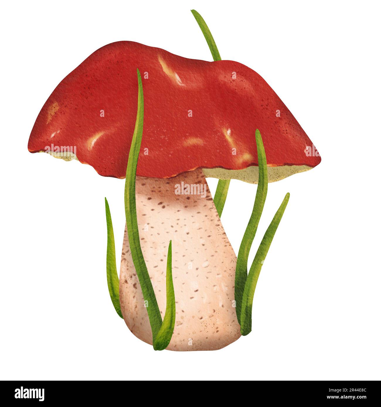 forest composition orangecup boletus mushrooms with green fresh grass