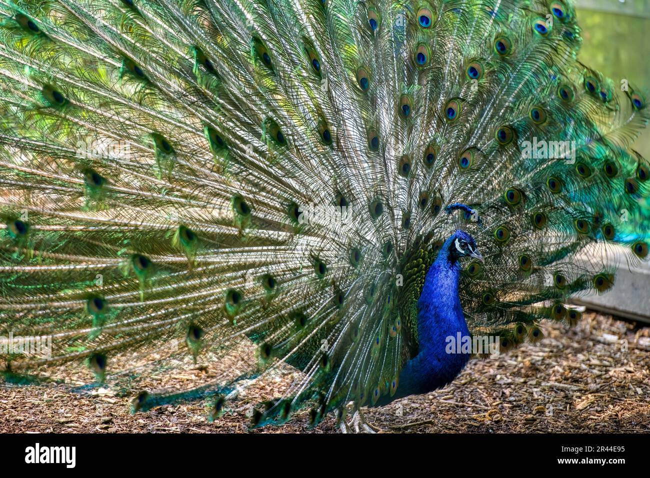 Male peacock with open tail. Beautiful and colorful feathers.Toronto Zoo, Canada Stock Photo Alamy